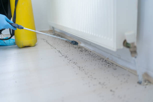 Flea Control Services in Jesup, IA