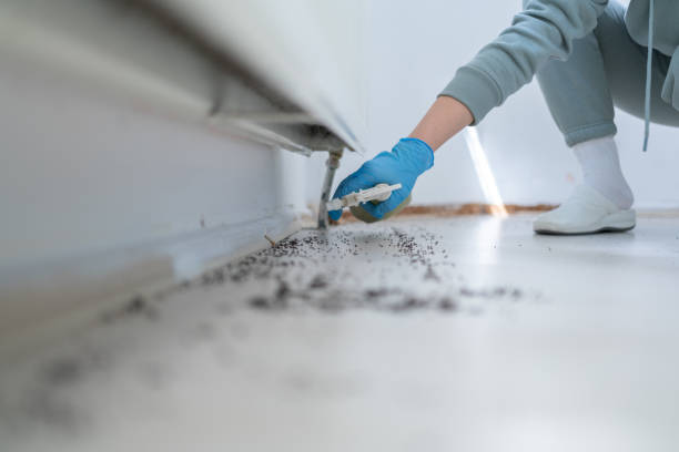 Best Cockroach Control Services  in Jesup, IA